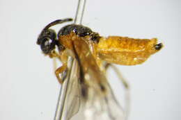 Image of <i>Athalia circularis</i>