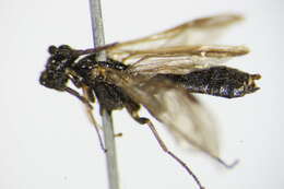 Image of <i>Ametastegia tenera</i>