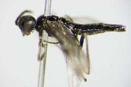 Image of <i>Ametastegia tenera</i>