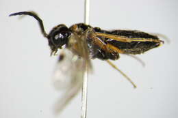 Image of <i>Allantus didymus</i>