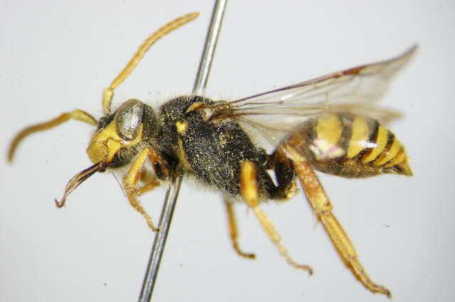 Image of Nomada bifasciata Olivier 1811