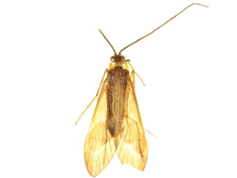 Image of Hydropsychoidea