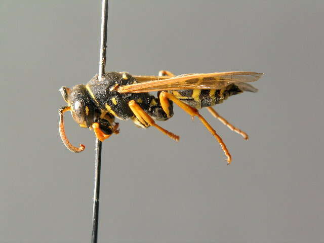 Image of Polistes biglumis (Linnaeus 1758)