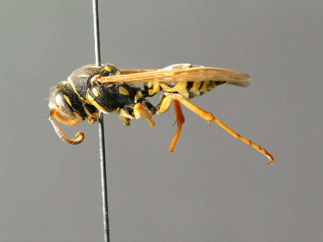 Image of Polistes biglumis (Linnaeus 1758)