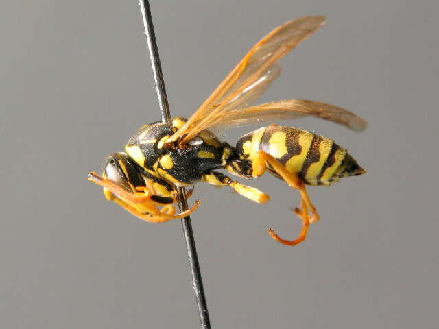 Image of Paper wasp