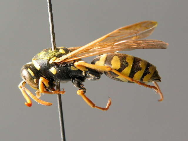 Image of Paper wasp