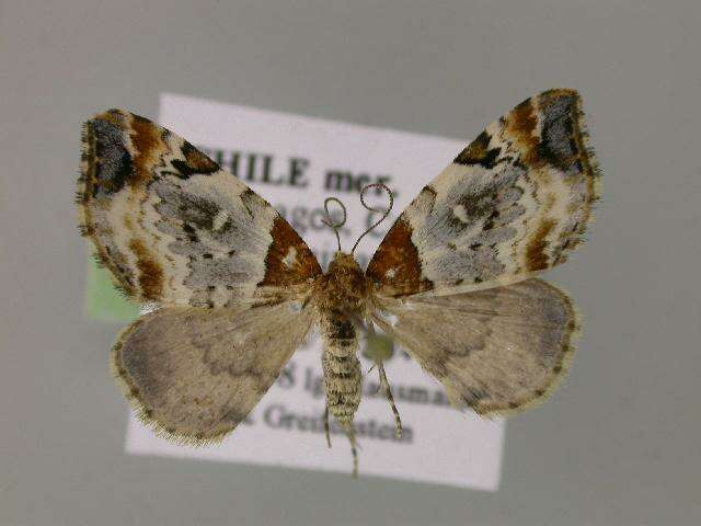 Image of Euphyia signata Butler 1882