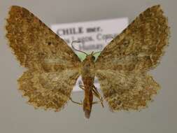 Image of <i>Eupithecia horismoides</i>