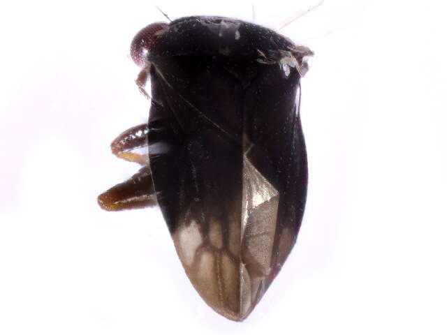 Image of Dipsocoromorpha