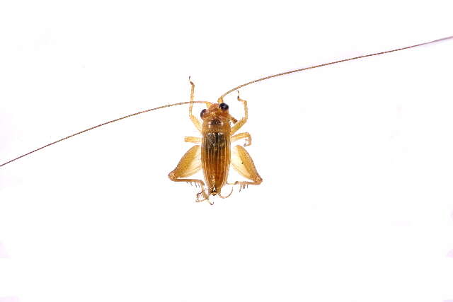 Image of creatures