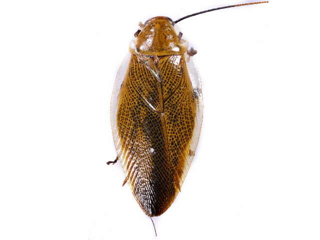 Image of Ellipsidion