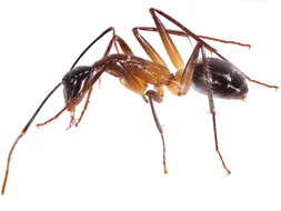 Plancia ëd Camponotus dorycus (Smith 1860)