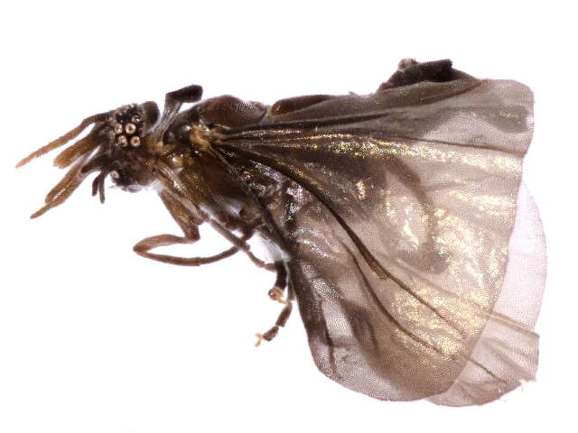 Image of twisted-winged parasites