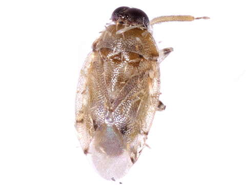 Image of Isometopinae