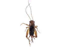 Image of opisthokonts