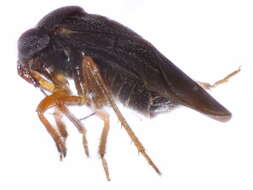 Image of Dipsocoromorpha