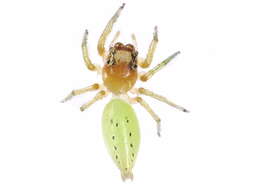 Image of Mopsus