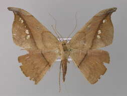Image of Oxydia platypterata Guenée 1858