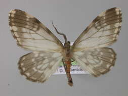 صورة Nephodia vestigiata Warren 1904