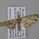 Image of Eupithecia pallidicosta Warren 1904