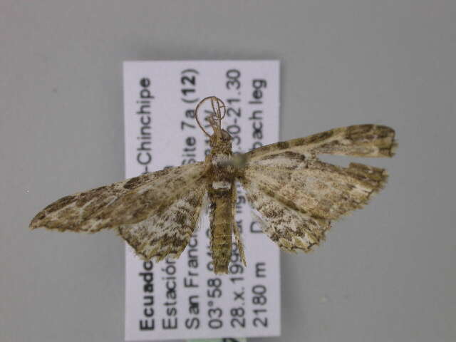 Image of Eupithecia pallidicosta Warren 1904