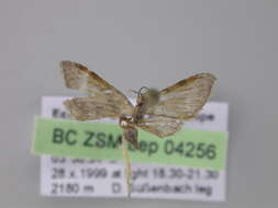 Image of Eupithecia costivallata Warren 1904