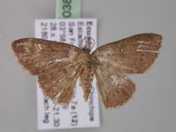 صورة Cyclophora megista