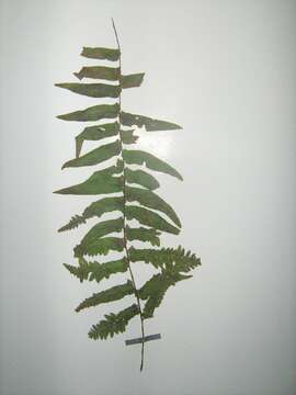 Image of sword ferns