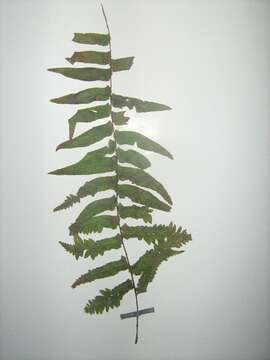 Image of sword ferns