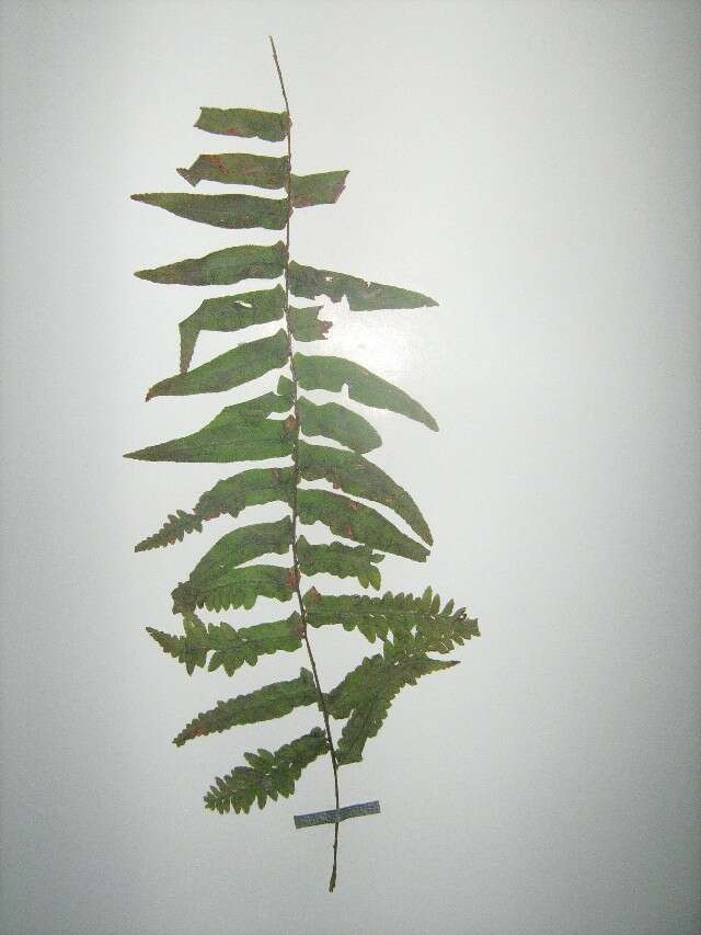 Image of sword ferns