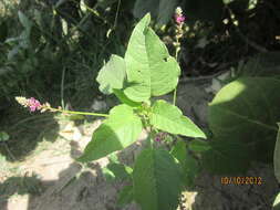 Image of amaranth family