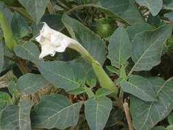 Image of jimsonweed