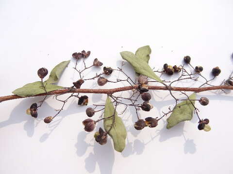 Image of Spindle tree order