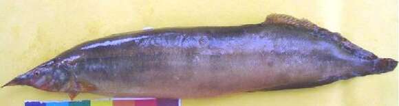 Image of Lesser spiny eel