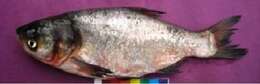 Image of silver carp