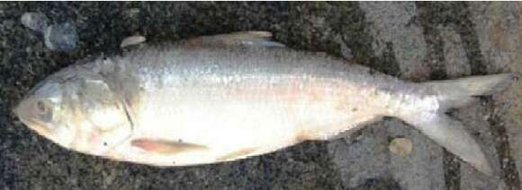 Image of Hilsa