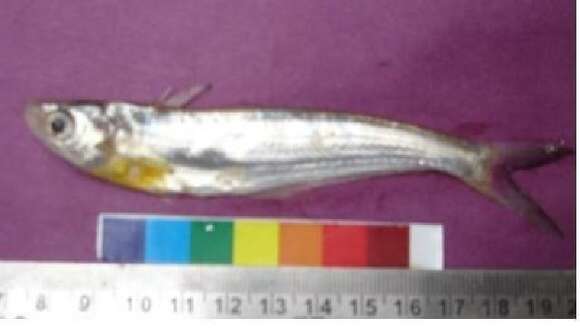 Image of Eutropiichthys goongwaree (Sykes 1839)