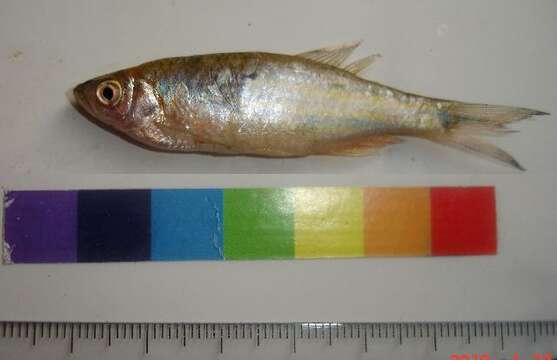 Image of Giant Danio