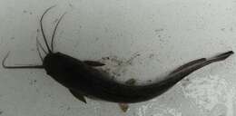 Image of African Catfish