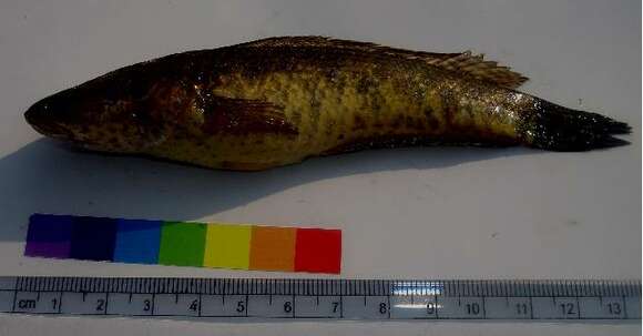 Image of Spotted snakehead