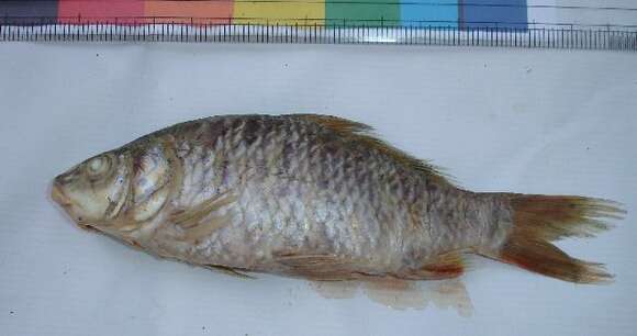 Image of common carp, carp