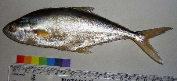 Image of Talang queenfish