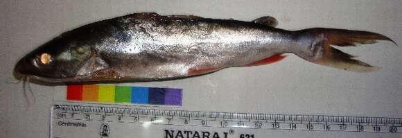 Image of Threadfin Sea Catfish