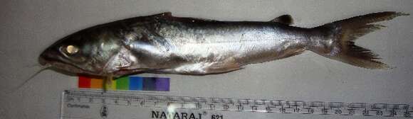 Image of Threadfin Sea Catfish