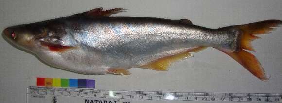 Image of Pangas catfish