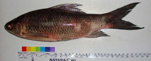 Image of Fringed-lipped peninsula carp