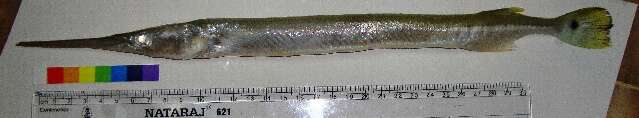 Image of Banded needlefish