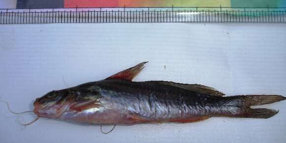 Image of Catfish