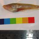 Image of Pabda catfish