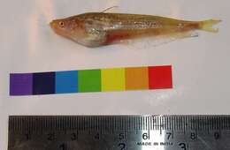 Image of Pabda catfish